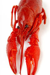 gekochter flusskrebs #3