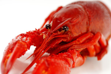 gekochter flusskrebs #4