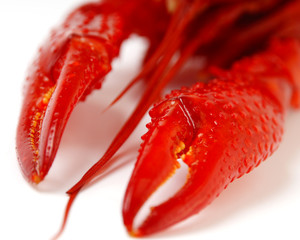 gekochter flusskrebs #5