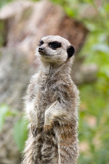 Meerkat Alert