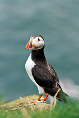 Puffin