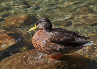 Mallard duck on lake,  Anas platyrhynchos