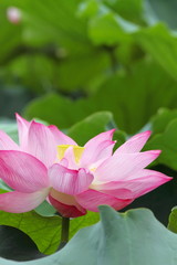 蓮華 (東京・上野不忍池)