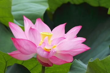 蓮華 (東京・上野不忍池)