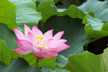 蓮華 (東京・上野不忍池)
