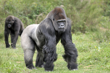 Fototapeta premium Gorilles