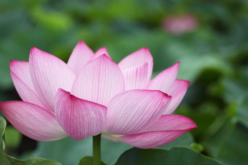 蓮華 (東京・上野不忍池)