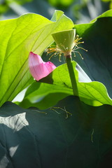 蓮果托 (東京・上野不忍池)