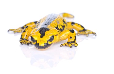 Salamandra comun aislada.