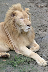 Fototapeta na wymiar mężczyzna biały lew