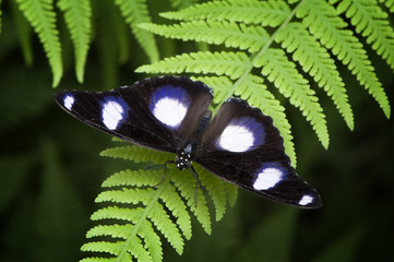 Papillon