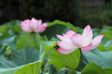 蓮華 (東京・上野不忍池)