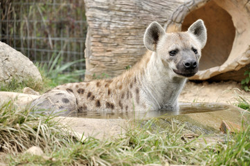 spotted hyena