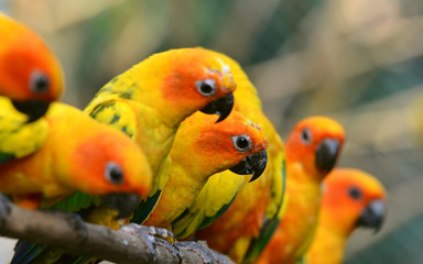 Sun Conure