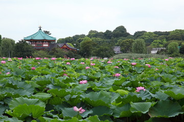 弁天堂と蓮華 (東京・上野不忍池)