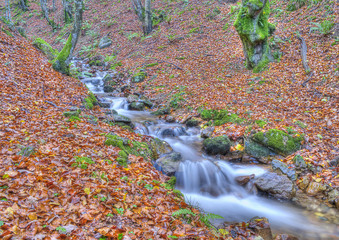 Hojarasca en el bosque.