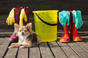Small dog lying near items for cleaning and rubber boots