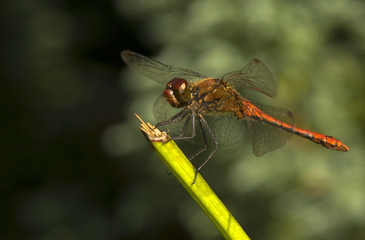 Sympetrum sanguineum
