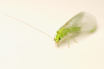Chrysopidae