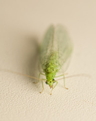 Chrysopidae