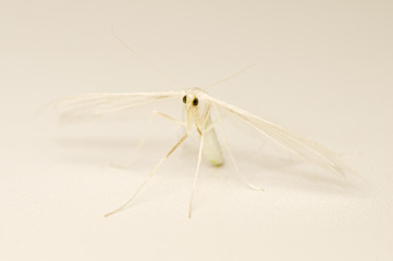 Pterophorus pentadactyla