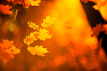 autumn leaves, very shallow focus