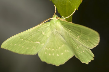 Geometra papilionaria