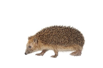 moving hedgehog
