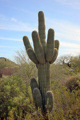 Saguaro Cactus Desert Botanical Garden Phoenix Arizona