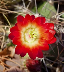 Foto auf Leinwand Rote Kaktusblüte Arizona © Bill Perry