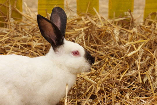 close-up of a white rabbit farm in the straw