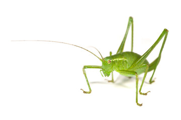 Speckled Bush-Cricket
