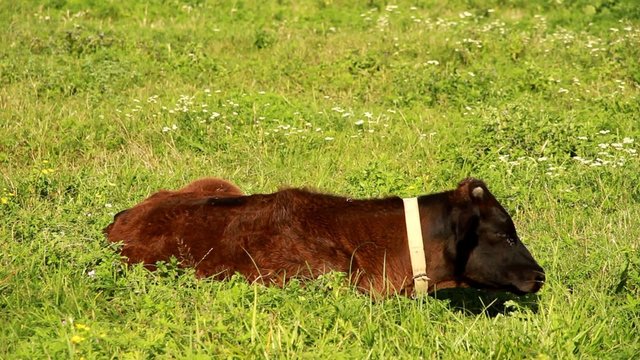 Calf grazes in field