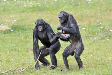 Fototapeta premium Bonobos