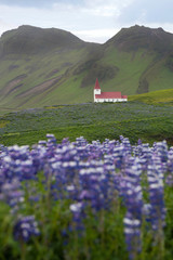 Small white church on the flower meadow in Vik, Iceland