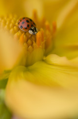 Ladybug, ladybird, on yellow Dahlia