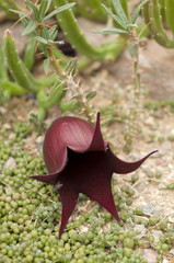 Flower of the Stapelia leendertziae