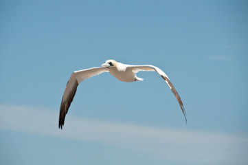 Flying northern gannet