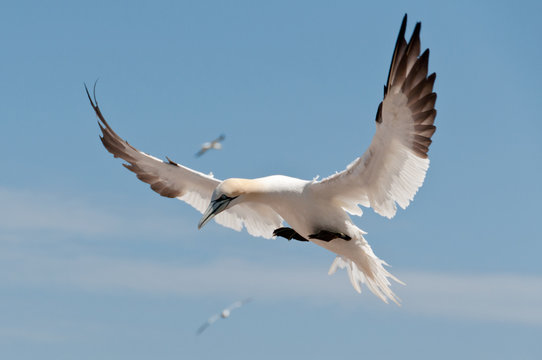 Flying northern gannet