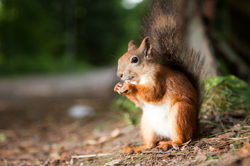 Naklejka na ściany i meble Red European squirrel eating in a summer park