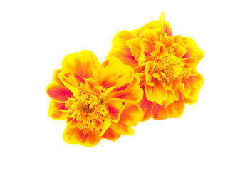 two of the same flower