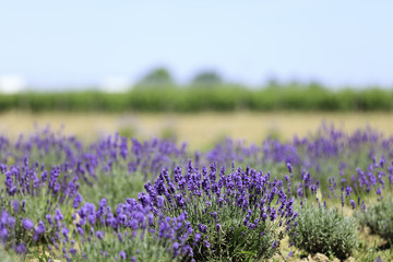 Fototapeta premium Lavender flowers