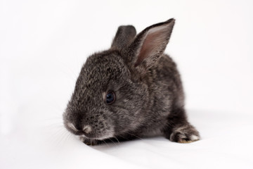 small, furry, gray rabbit on a white background