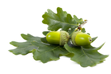 Green  acorn fruits on white background