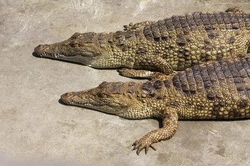 zwei müde krokodile