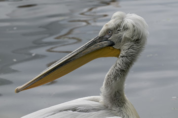Dalmatian Pelican (Pelecanus crispus)