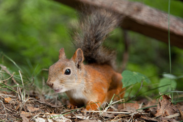 Naklejka na ściany i meble European squirrel searching for forage in summer forest