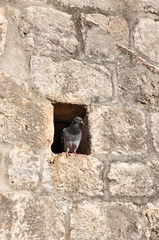 Pigeon in wall