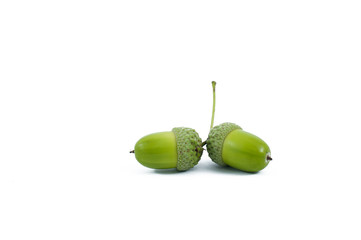 Green  acorn fruits on white background