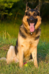 pastore tedesco di razza